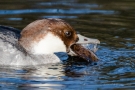 Zwergsäger-Weibchen mit Flussbarsch auf der Nette