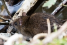 Waldmaus (Apodemus sylvaticus)