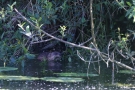 Bisam (Ondatra zibethicus) an der Aach bei Moos