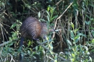 Bisam (Ondatra zibethicus) an der Aach bei Moos