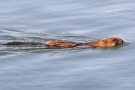 Bisam (Ondatra zibethicus) an der Aach bei Moos