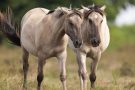 Przewalski-Pferde in der Döberitzer Heide