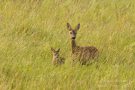 Ricke mit Kitz in Buckow