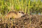 Nutria