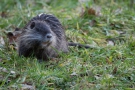 Nutria (Myocastor coypus)