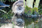 Nutria (Myocastor coypus)