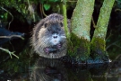 Nutria (Myocastor coypus)