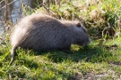 Nutria (Myocastor coypus)