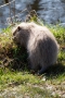 Nutria (Myocastor coypus)