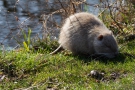 Nutria (Myocastor coypus)