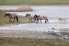 Koniks am Wöhrdener Loch