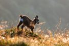 Gämsen-Kitz am Morgen