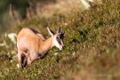 Junge Gams (Rupicapra rupicapra)