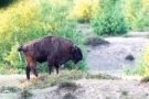 Wisent (Bos bonasus) in der Döberitzer Heide