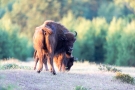 Wisente (Bos bonasus) in der Döberitzer Heide