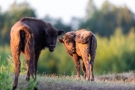 Wisente (Bos bonasus) in der Döberitzer Heide