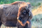 Wisent (Bos bonasus) in der Döberitzer Heide