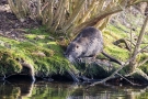 Nutria an der Nette