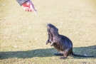 Nutria (Myocastor coypus) in den Bonner Rheinauen