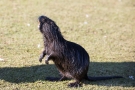 Nutria (Myocastor coypus) in den Bonner Rheinauen