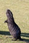 Nutria (Myocastor coypus) in den Bonner Rheinauen