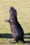 Nutria (Myocastor coypus) in den Bonner Rheinauen