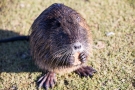 Nutria (Myocastor coypus) in den Bonner Rheinauen