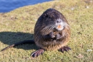 Nutria (Myocastor coypus) in den Bonner Rheinauen