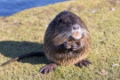 Nutria (Myocastor coypus) in den Bonner Rheinauen