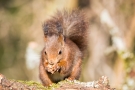 Eichhörnchen (Sciurus vulgaris)