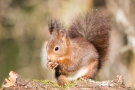 Eichhörnchen (Sciurus vulgaris)