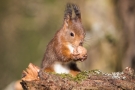 Eichhörnchen (Sciurus vulgaris)