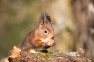 Eichhörnchen (Sciurus vulgaris)