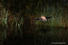 Fledermaus (Microchiroptera) am Biberteich