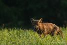 Fuchs (Vulpes vulpes) mit Beute