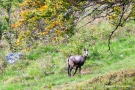 Gämse (Rupicapra Rupicapra) im Krunkelbachtal