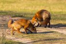 Rotfüchse in den Amsterdamse Waterduinen