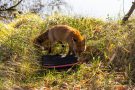 Rotfuchs in den Amsterdamse Waterduinen