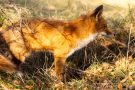 Rotfuchs in den Amsterdamse Waterduinen