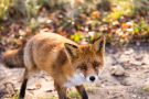 Rotfuchs in den Amsterdamse Waterduinenen Fuchs kaum noch los