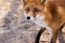 Rotfuchs in den Amsterdamse Waterduinen
