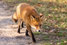 Rotfuchs in den Amsterdamse Waterduinen