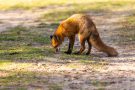 Rotfuchs in den Amsterdamse Waterduinen