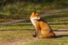 Rotfuchs in den Amsterdamse Waterduinen