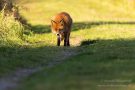 Rotfuchs in den Amsterdamse Waterduinen