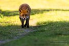 Rotfuchs in den Amsterdamse Waterduinen