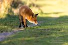 Rotfuchs in den Amsterdamse Waterduinen