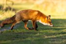 Rotfuchs in den Amsterdamse Waterduinen
