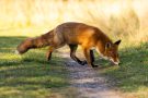 Rotfuchs in den Amsterdamse Waterduinen
