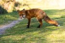 Rotfuchs in den Amsterdamse Waterleidingduinen